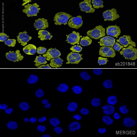 cd90 and cd44 mesenchymal markers